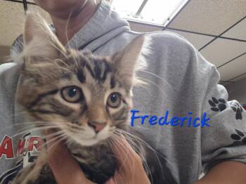 Frederick -  Manx Cat for Adoption in Cincinnati, Ohio - Frederick | PetCurious