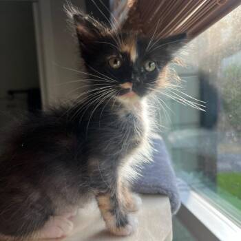 Ivy -  Domestic Short Hair Cat for Adoption in Houston, Texas - Ivy | PetCurious