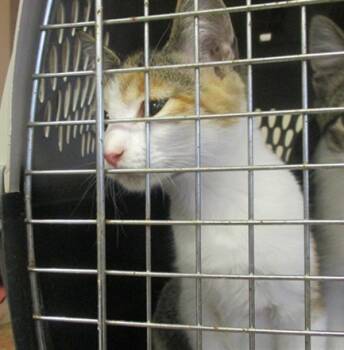 Rescue Domestic Short Hair Cats for Adoption in Ocala, Florida - APPLE | PetCurious