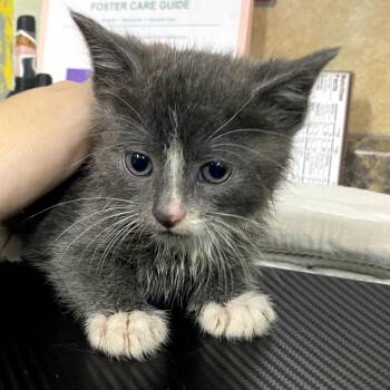 Linka -  Domestic Short Hair Cat for Adoption in Eureka Springs, Arkansas - Linka | PetCurious