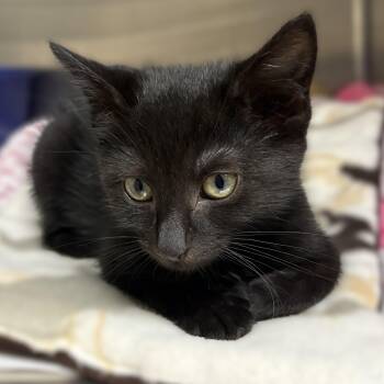 Taffy- 52163 -  Domestic Short Hair Cat for Adoption in Columbia, Maryland - Taffy- 52163 | PetCurious