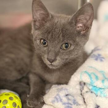 Ash 2 -  Domestic Short Hair Cat for Adoption in Cumming, Georgia - Ash 2 | PetCurious