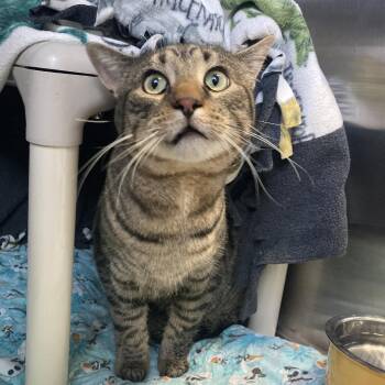 Domestic Short Hair Cats Available for Adoption - Milo | PetCurious