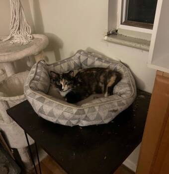 Rescue Domestic Short Hair Cats for Adoption in Ogden, Utah - Bear | PetCurious