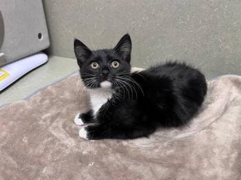 A551810 -  Domestic Short Hair Cat for Adoption in Moreno Valley, California - A551810 | PetCurious