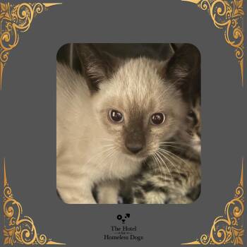 Benji -  Domestic Short Hair and Siamese Cat for Adoption in Cumberland, Rhode Island - Benji | PetCurious