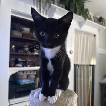 Cosmo -  Domestic Short Hair Cat for Adoption in Vallejo, California - Cosmo | PetCurious