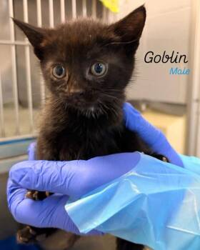 Goblin -  Domestic Short Hair Cat for Adoption in Rock Hill, New York - Goblin | PetCurious