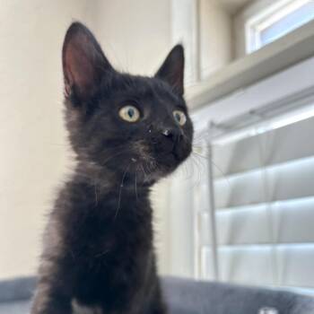 Black Bear -  Domestic Short Hair Cat for Adoption in Blackfoot, Idaho - Black Bear | PetCurious
