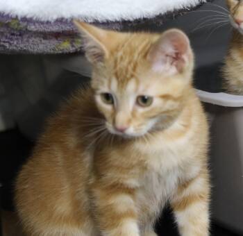 Tabby Cats Available for Adoption in Cut Bank, Montana - Daffy | PetCurious