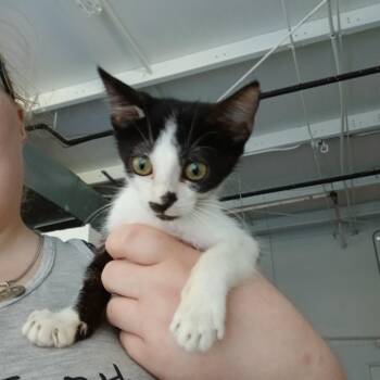 Mary Kate -  Domestic Short Hair Cat for Adoption in Clarksdale, Mississippi - Mary Kate | PetCurious