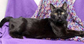 Domestic Short Hair Cats Available for Adoption - Onyx | PetCurious