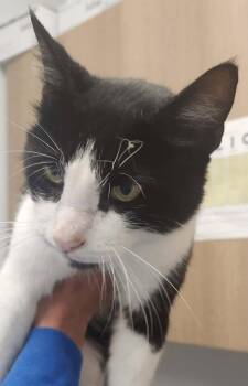 Benton -  American Bobtail and Domestic Short Hair Cat for Adoption in Republic, Missouri - Benton | PetCurious