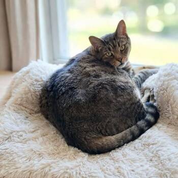 Jinx -  Tabby and Domestic Short Hair Cat for Adoption in Greensburg, Pennsylvania - Jinx | PetCurious