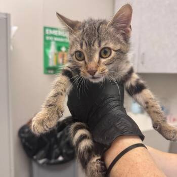 Fractious Fletcher -  Domestic Short Hair Cat for Adoption in Columbiana, Alabama - Fractious Fletcher | PetCurious