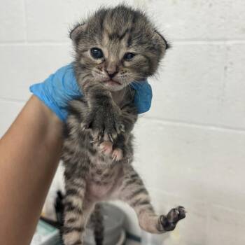 Cynthia -  Domestic Short Hair Cat for Adoption in Edinburg, Texas - Cynthia | PetCurious