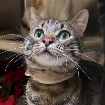 Domestic Short Hair Cats Available for Adoption - Lightyear | PetCurious