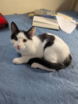 Noah -  Domestic Medium Hair Cat for Adoption in Montreal, Quebec - Noah | PetCurious