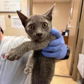 Dallas -  Domestic Short Hair Cat for Adoption in Birmingham, Alabama - Dallas | PetCurious
