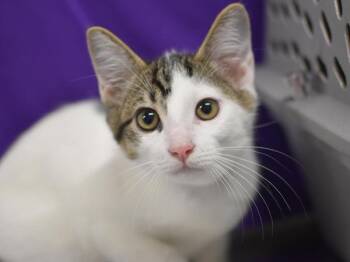 Cowboy -  Domestic Short Hair Cat for Adoption in Portland, Oregon - Cowboy | PetCurious