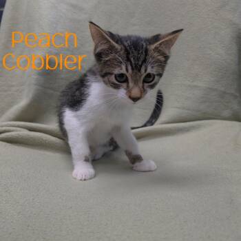 Peach Cobbler -  Domestic Short Hair Cat for Adoption in Parkersburg, West Virginia - Peach Cobbler | PetCurious