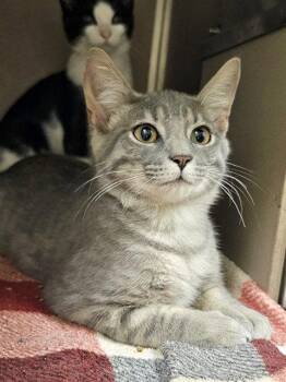 DARVILLE -  Domestic Short Hair Cat for Adoption in Clyde, North Carolina - DARVILLE | PetCurious