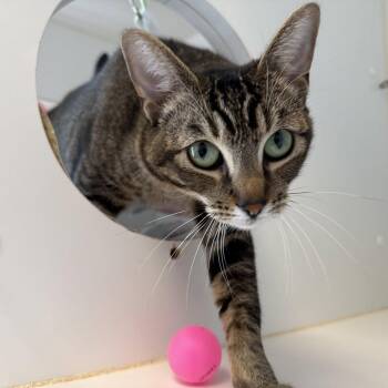 Foxi -  Domestic Short Hair Cat for Adoption in Oakland, California - Foxi | PetCurious