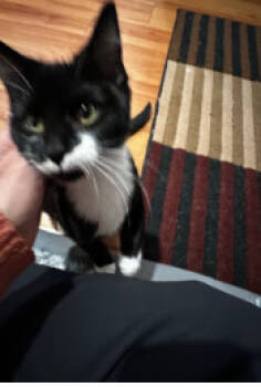 Rescue Domestic Short Hair Cats for Adoption in Herndon, Virginia - Arona | PetCurious