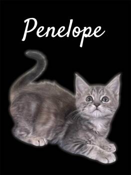 Penelope -  Domestic Short Hair Cat for Adoption in Auburn, California - Penelope | PetCurious