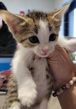 Rescue Domestic Short Hair Cats for Adoption in Republic, Missouri - Gaia | PetCurious