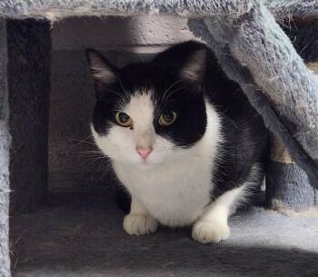 JAY -  Domestic Short Hair Cat Available for Adoption in Lexington, Tennessee - JAY | PetCurious