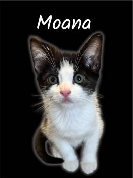 Rescue Domestic Short Hair Cats for Adoption in Auburn, California - Moana | PetCurious