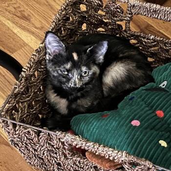 Harriet -  Domestic Short Hair Cat for Adoption in Springfield, Oregon - Harriet | PetCurious