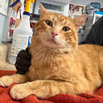 Nacho -  Domestic Short Hair Cat for Adoption - Nacho | PetCurious