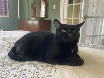 Domestic Short Hair Cats Available for Adoption - Cinder | PetCurious