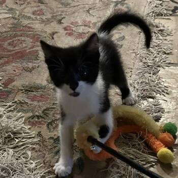 Domestic Short Hair Cats Available for Adoption in Houston, Texas - Morgan | PetCurious