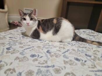 Domestic Short Hair Cats Available for Adoption - Eleanor | PetCurious