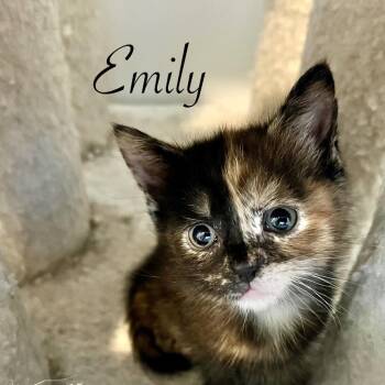 Domestic Short Hair Cats Available for Adoption in Duck River, Tennessee - Emily | PetCurious