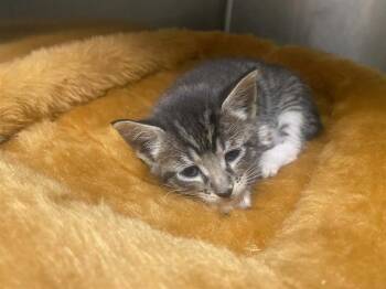 Domestic Short Hair Cats Available for Adoption in Tustin, California - THEODORE | PetCurious