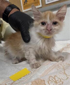 A886355 -  Domestic Short Hair Cat for Adoption in Camarillo, California - A886355 | PetCurious