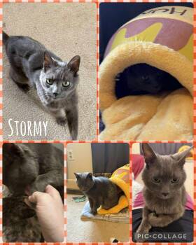 Rescue Domestic Short Hair Cats for Adoption in Newberg, Oregon - Stormy | PetCurious