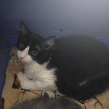 Gerald -  Domestic Medium Hair Cat for Adoption in Grantsville, Utah - Gerald | PetCurious