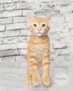 Taylor -  Domestic Short Hair and Tabby Cat for Adoption in Tuscaloosa, Alabama - Taylor | PetCurious