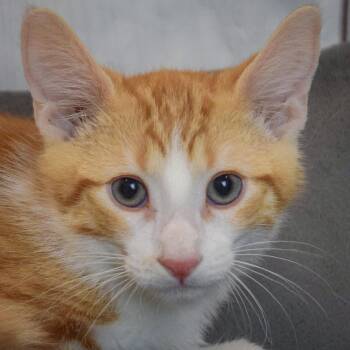 Tabby and Domestic Short Hair Cats Available for Adoption in Huntley, Illinois - Orion | PetCurious