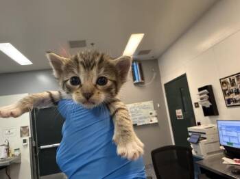 A1926957 -  Domestic Short Hair Cat for Adoption in Thousand Palms, California - A1926957 | PetCurious