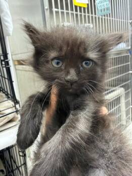 Orion -  Domestic Medium Hair Cat for Adoption in Pomona, New York - Orion | PetCurious