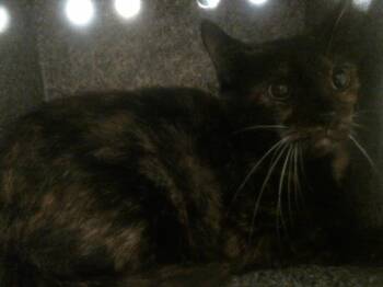 Domestic Short Hair Cats Available for Adoption in Houston, Texas - A2070241 | PetCurious