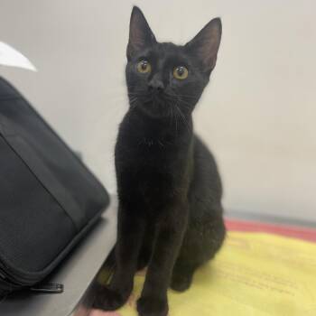 Smokey -  Domestic Short Hair Cat for Adoption in Houston, Texas - Smokey | PetCurious