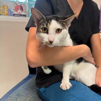 Trisha -  Domestic Short Hair Cat for Adoption in Englewood, Florida - Trisha | PetCurious