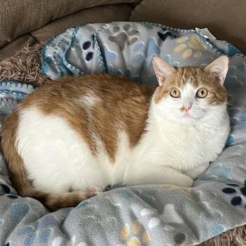 Rescue Domestic Short Hair Cats for Adoption in Fairfax, Virginia - Kelp (bonded With Coral) | PetCurious